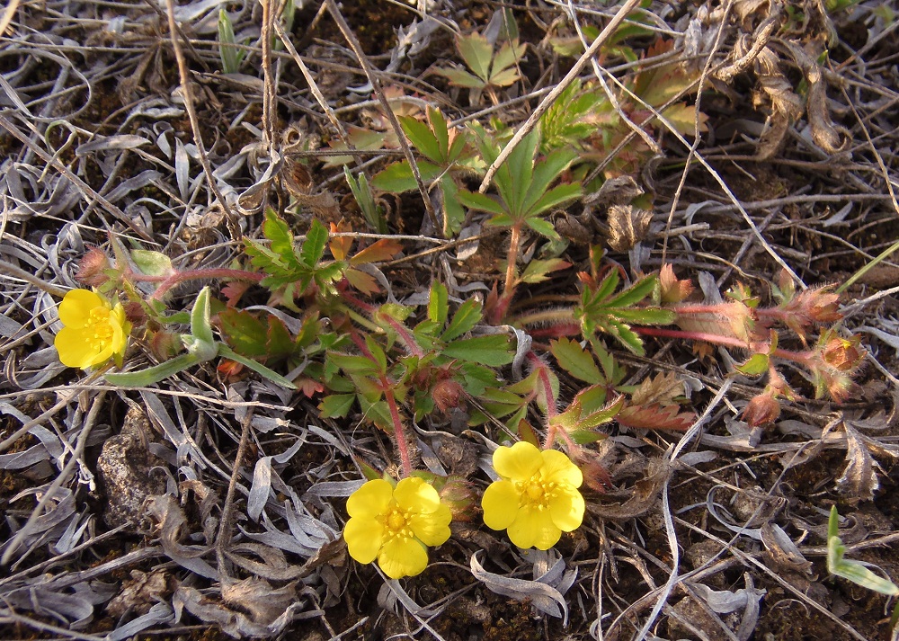 Изображение особи Potentilla patula.