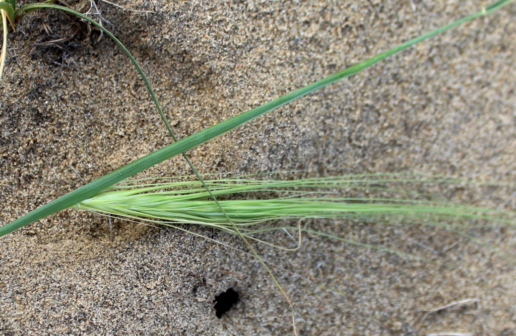 Изображение особи Taeniatherum crinitum.