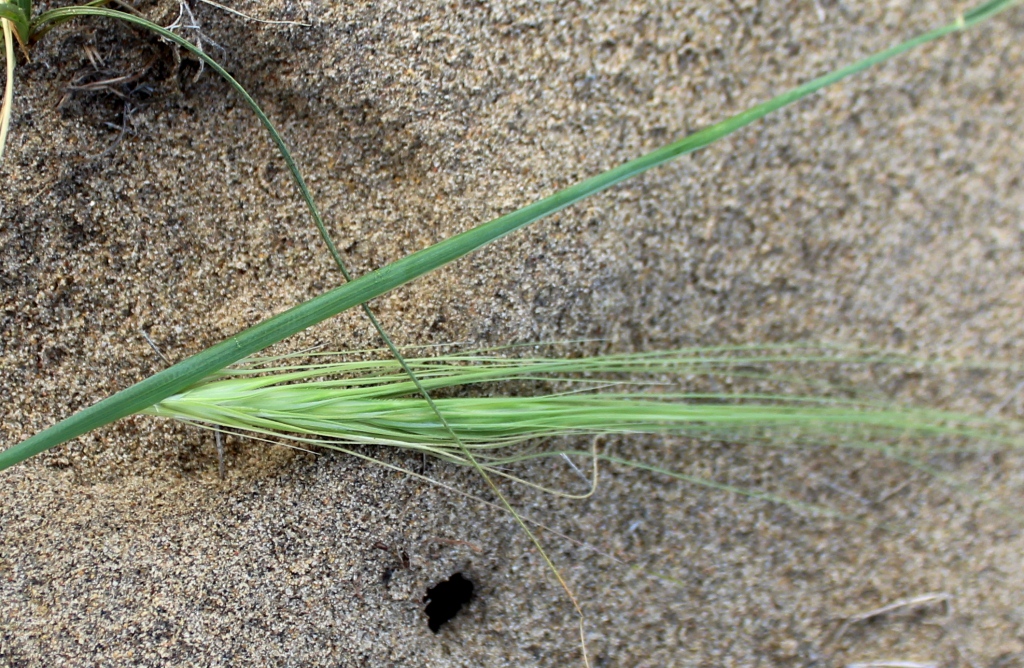 Image of Taeniatherum crinitum specimen.