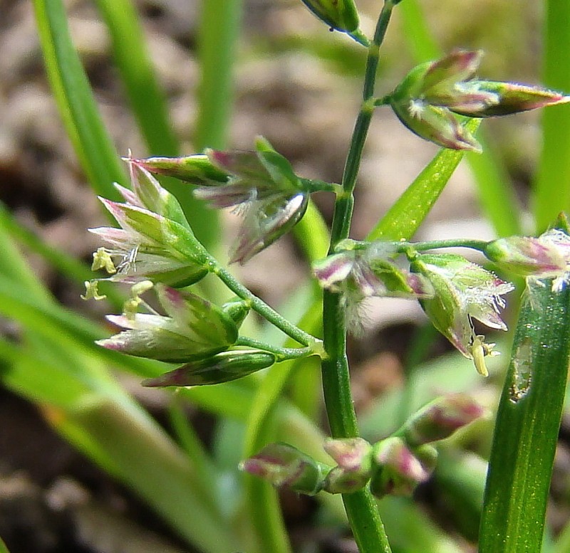 Image of Poa annua specimen.