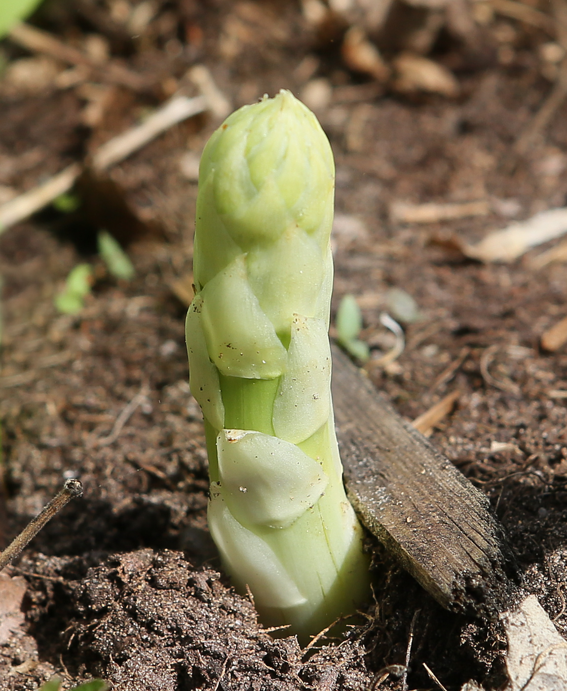 Image of Asparagus officinalis specimen.