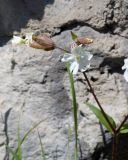 Melandrium latifolium. Верхушка побега с цветками и бутонами. Армения, храм Гарни. 27.04.2017.