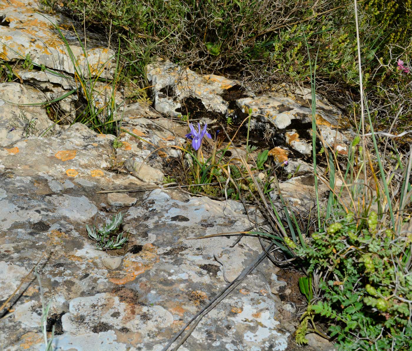 Image of Moraea sisyrinchium specimen.