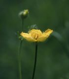 Ranunculus polyanthemos