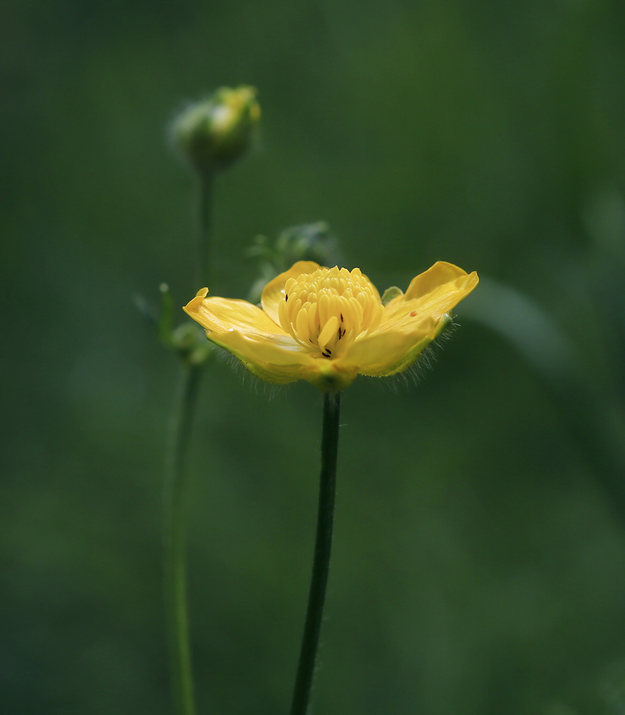 Изображение особи Ranunculus polyanthemos.