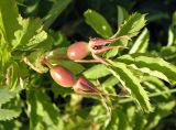 Rosa glabrifolia