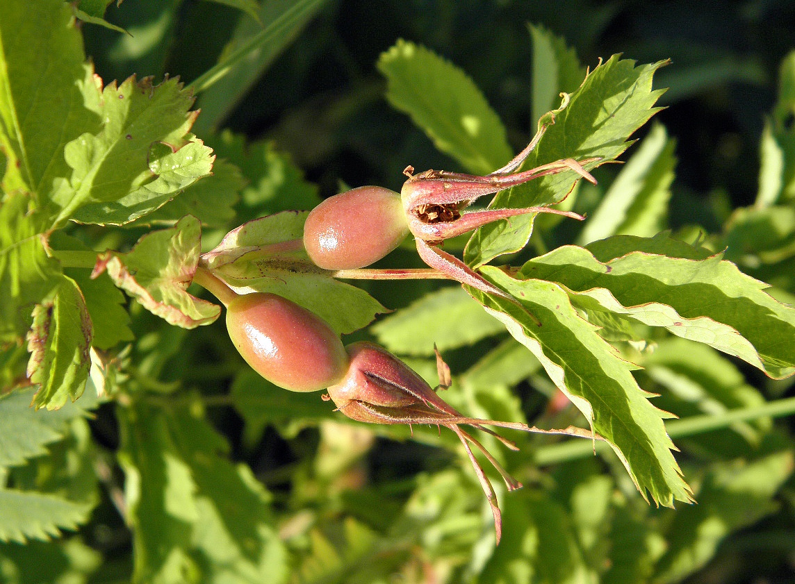 Изображение особи Rosa glabrifolia.