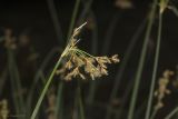 Schoenoplectus lacustris
