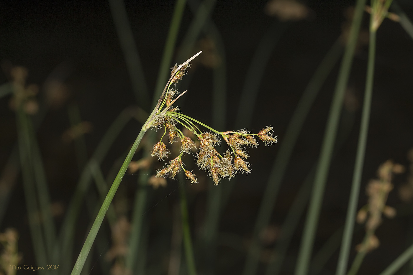 Изображение особи Schoenoplectus lacustris.
