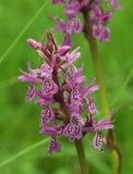 Dactylorhiza traunsteineri