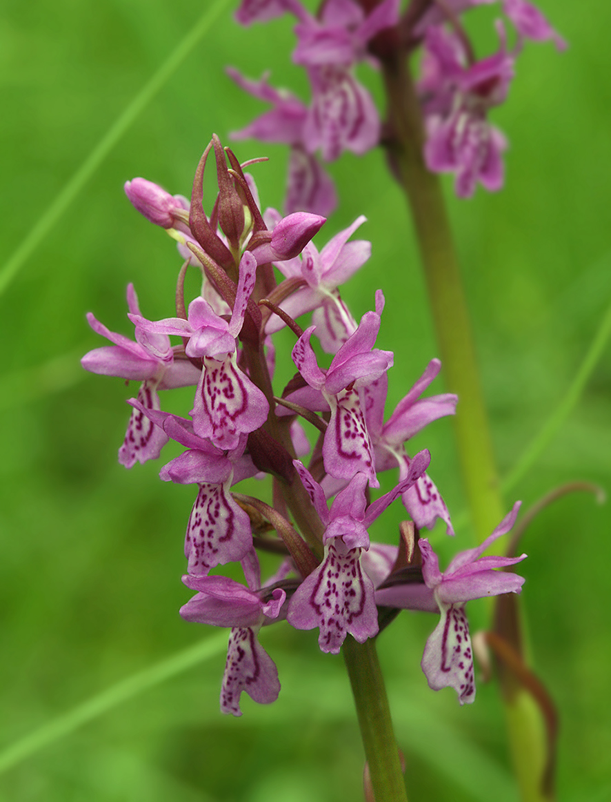 Изображение особи Dactylorhiza traunsteineri.