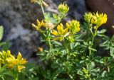род Medicago