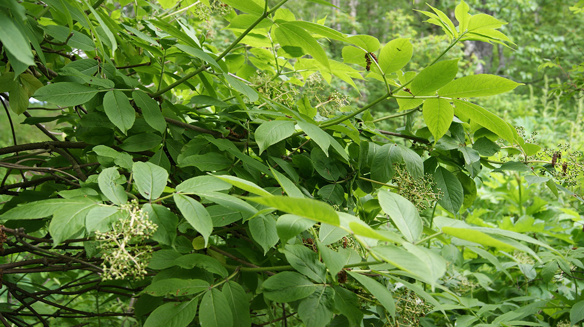 Изображение особи Sambucus kamtschatica.