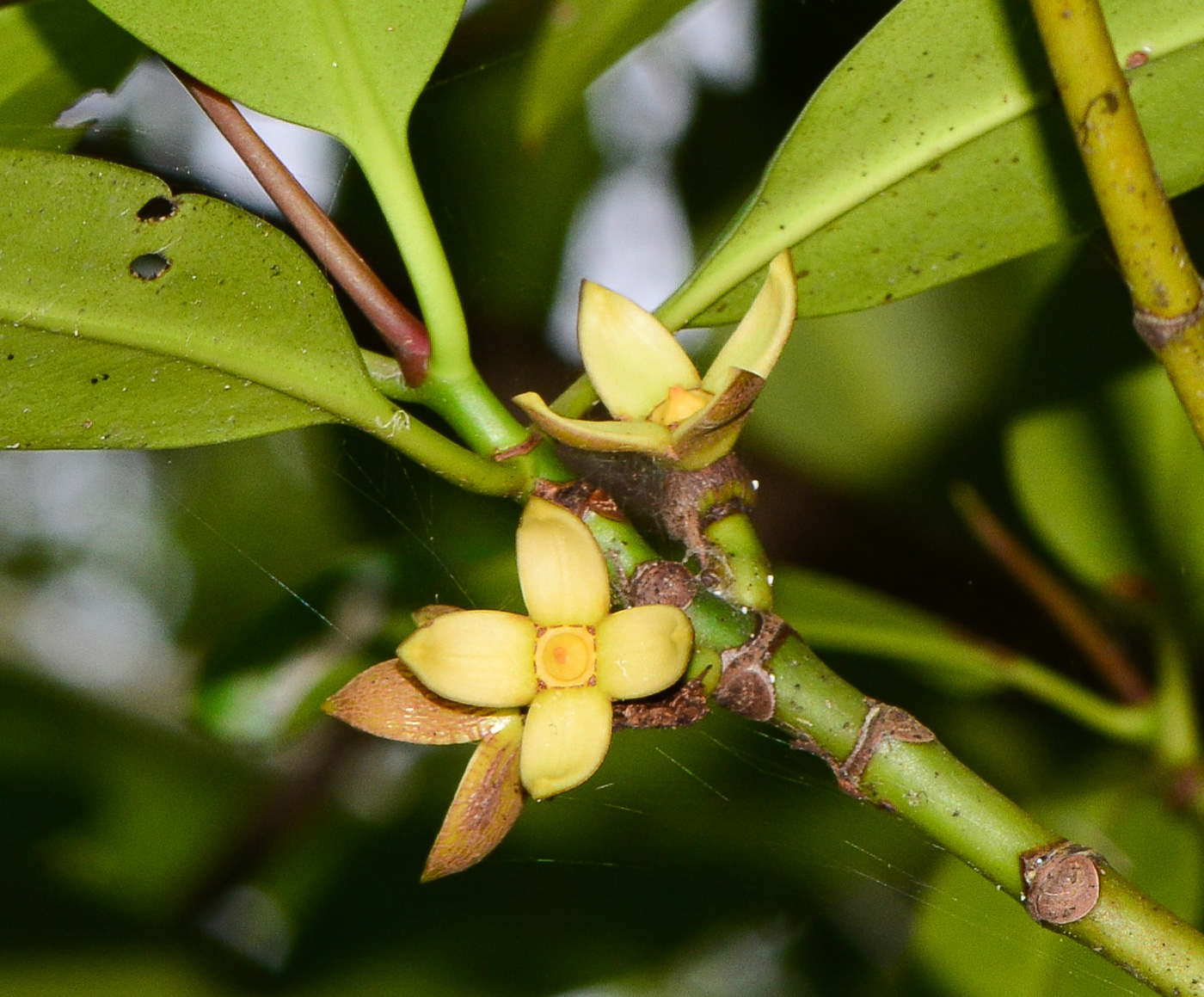 Изображение особи Rhizophora mucronata.