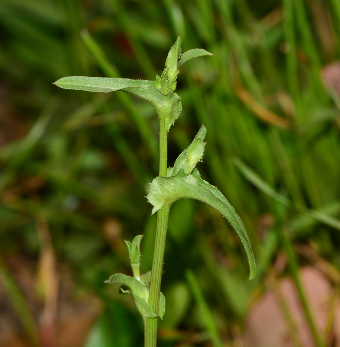 Изображение особи Cichorium endivia.