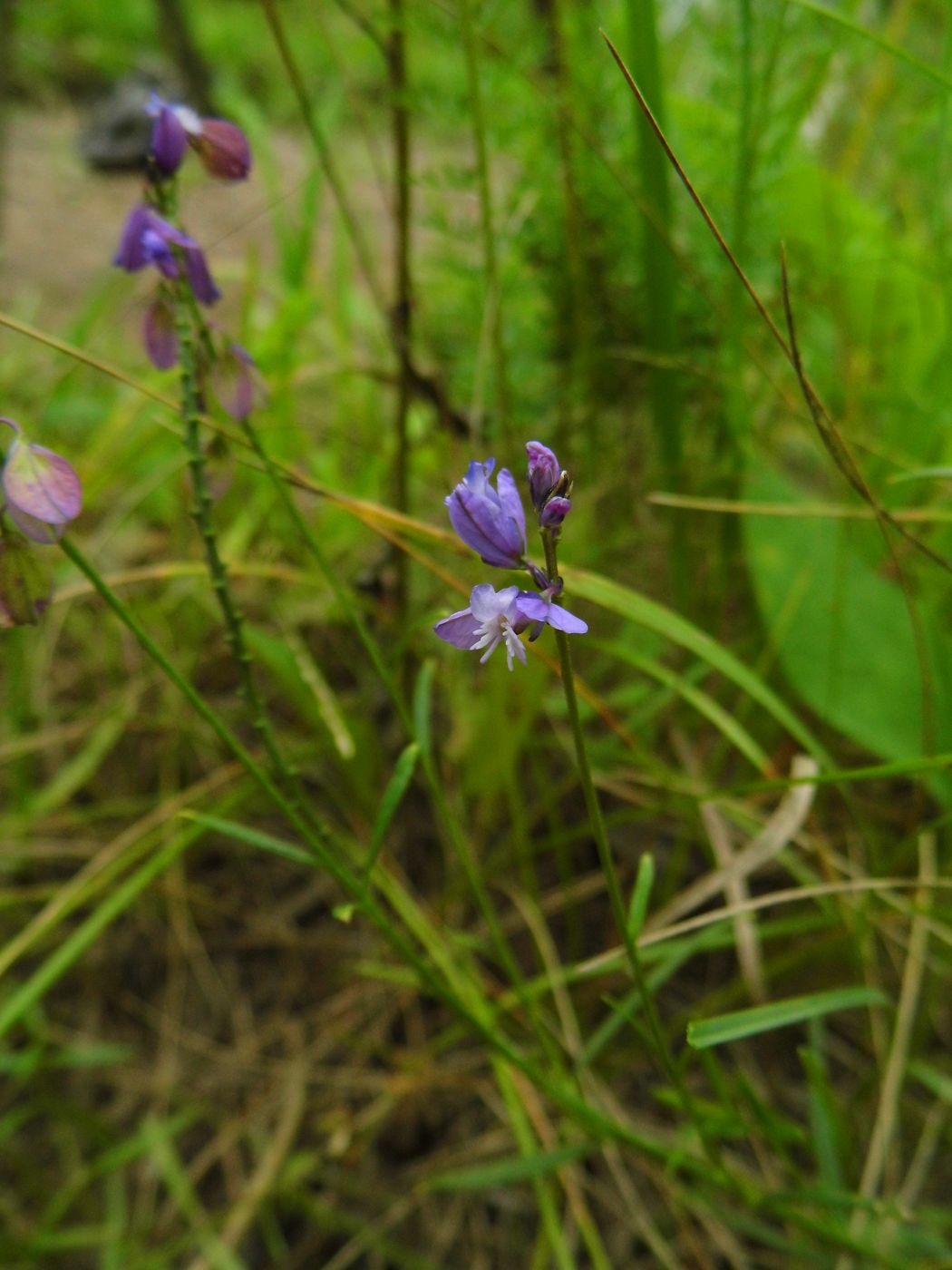 Изображение особи Polygala hybrida.