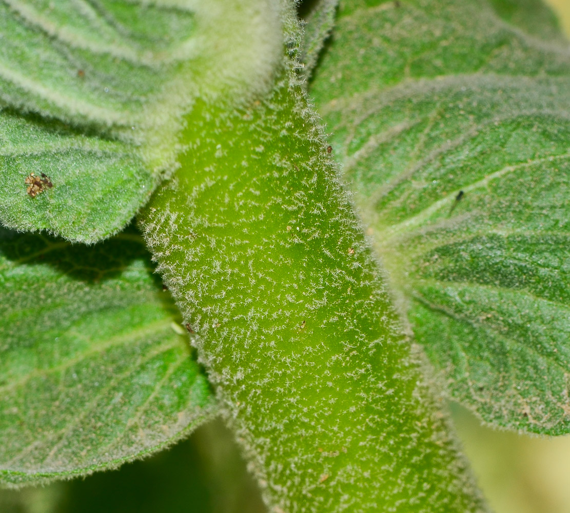 Изображение особи Verbascum jordanicum.