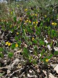 Coronilla scorpioides. Цветущие растения. Южный Берег Крыма, каменистая поляна над бухтой Ласпи. 26 апреля 2010 г.