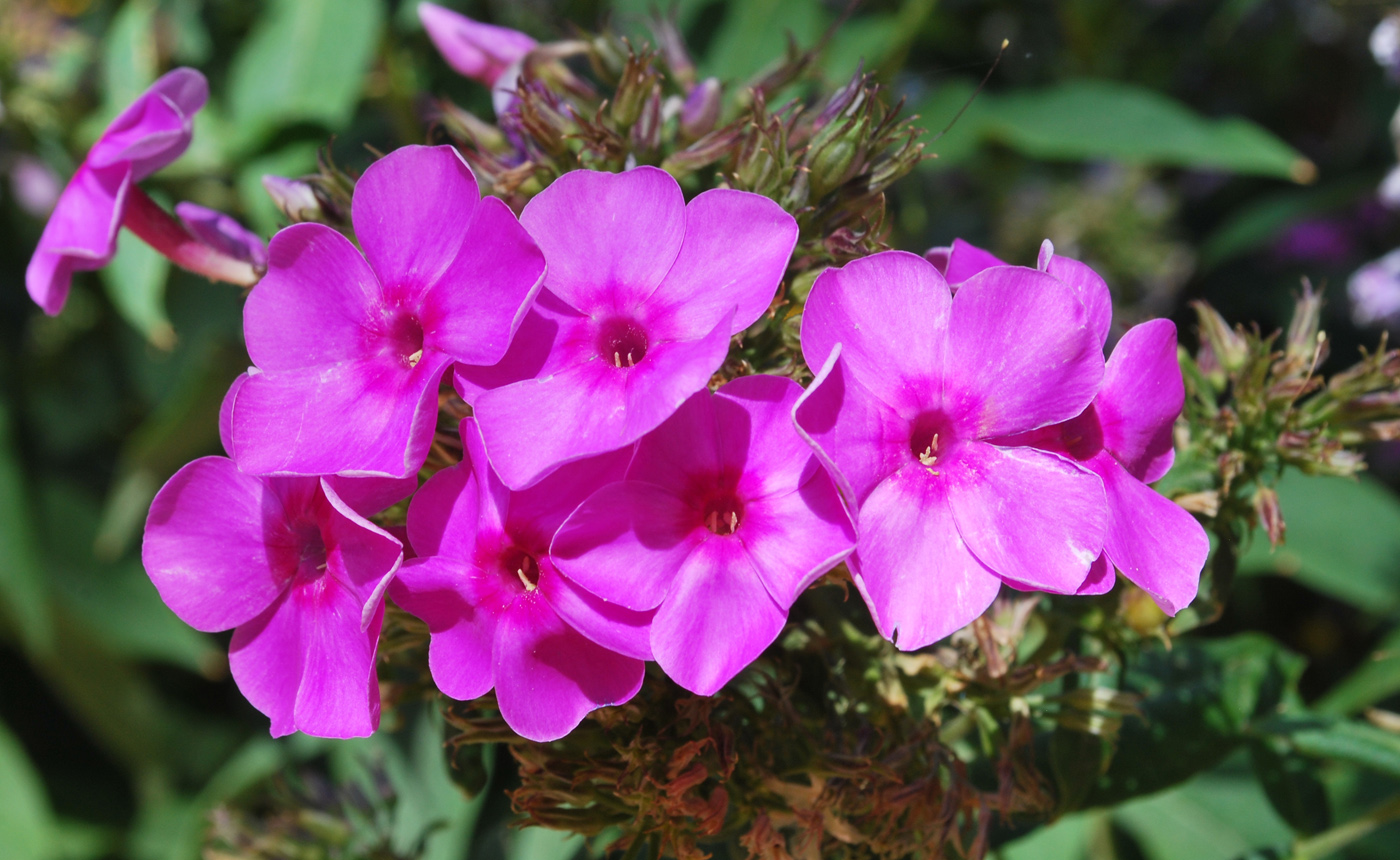 Image of Phlox paniculata specimen.