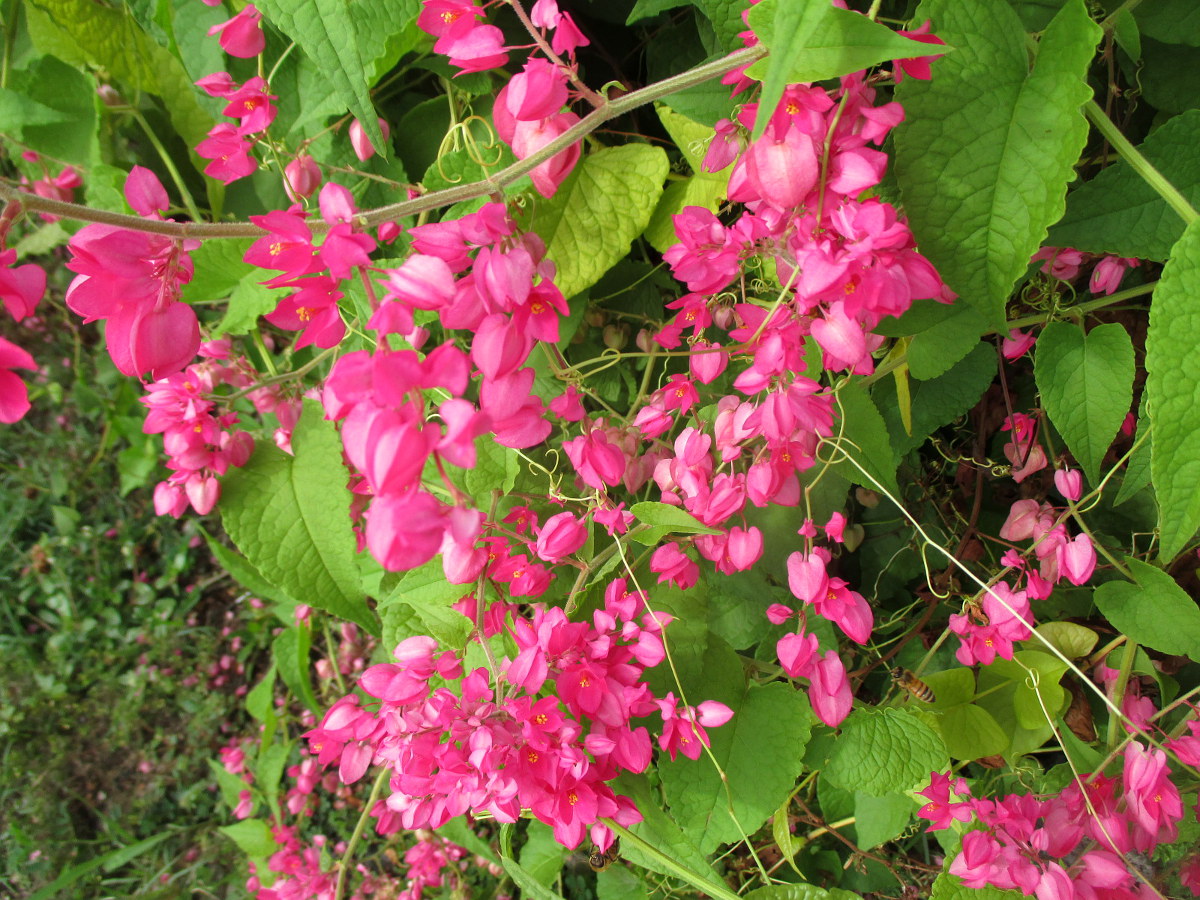 Image of Antigonon leptopus specimen.