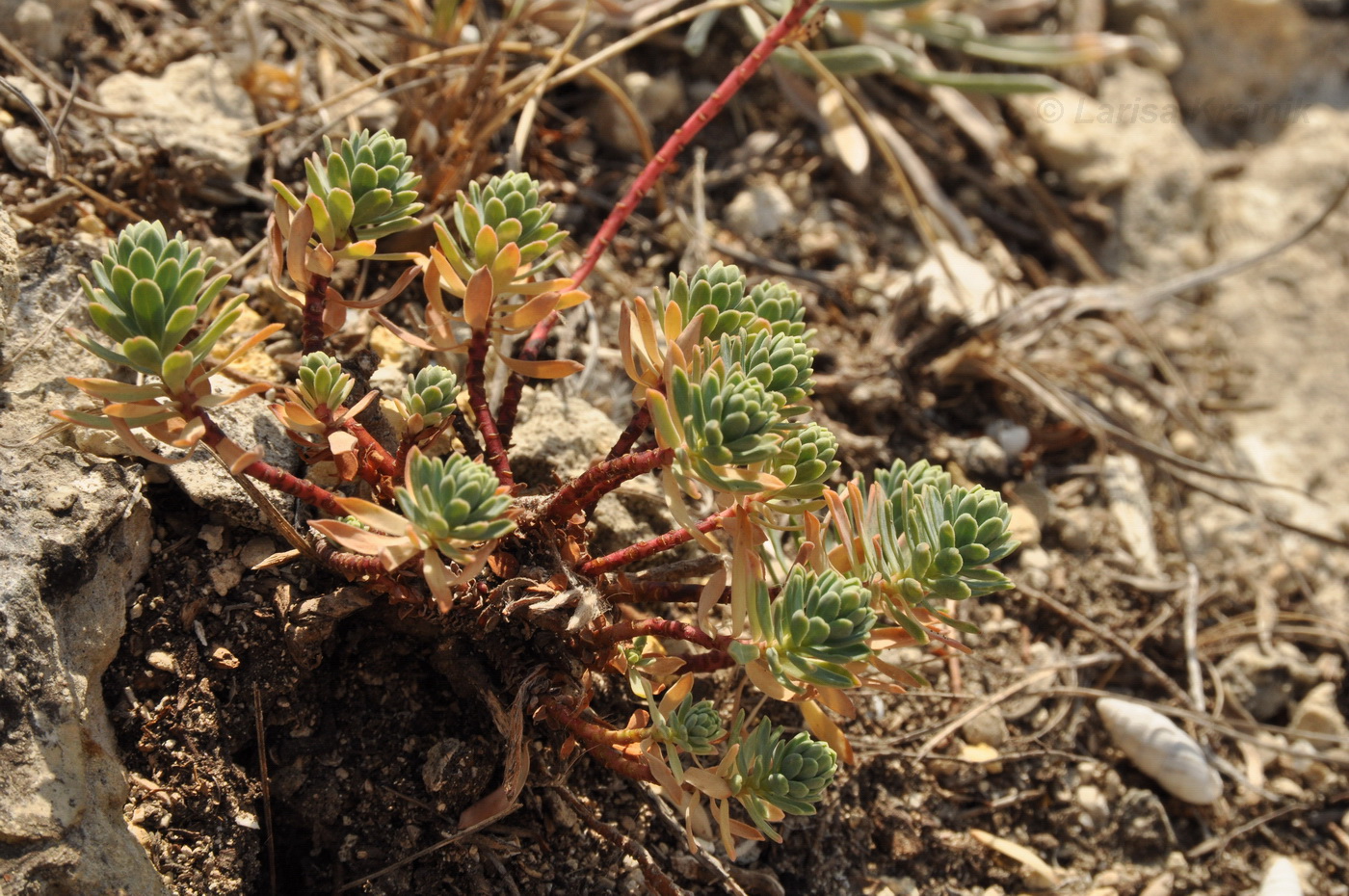 Image of Euphorbia petrophila specimen.