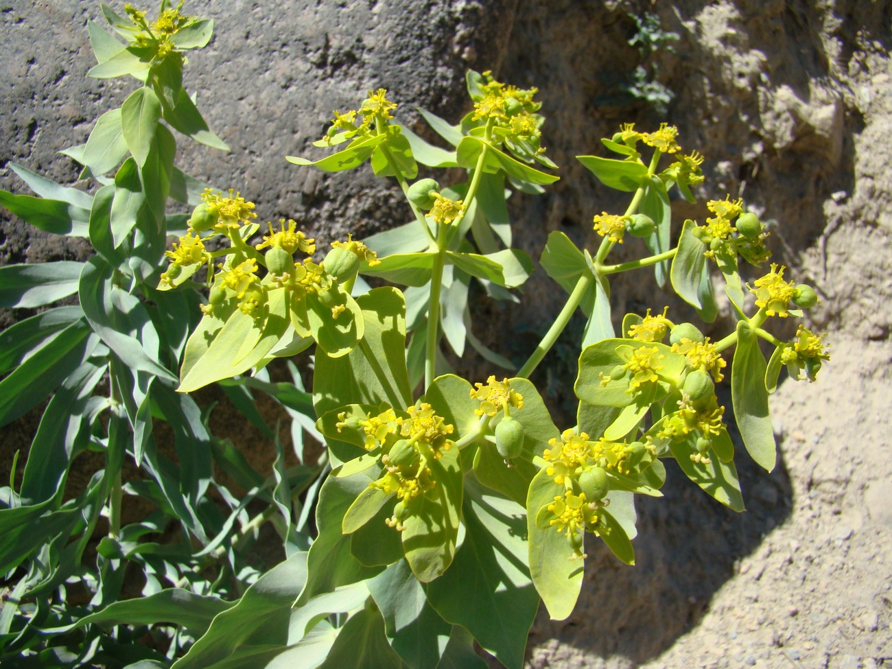 Изображение особи Euphorbia alaica.