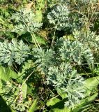 Artemisia absinthium