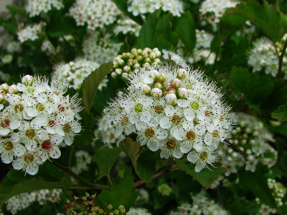 Image of Physocarpus opulifolius specimen.