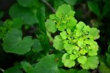 Chrysosplenium alternifolium