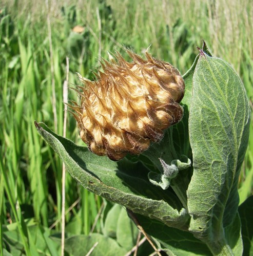 Image of Stemmacantha serratuloides specimen.