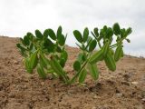 Zygophyllum lehmannianum. Отцветающее и плодоносящее растение. Казахстан, южные отроги Джунгарского Алатау к зап. от с. Коктал, гипсоносные пестроцветные глины. 26 мая 2017 г.