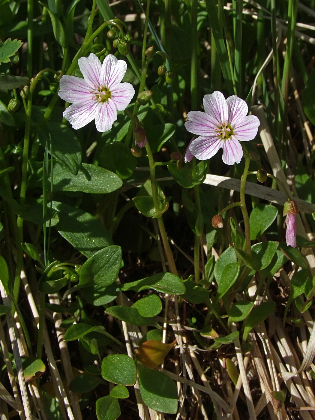 Image of Claytonia sarmentosa specimen.