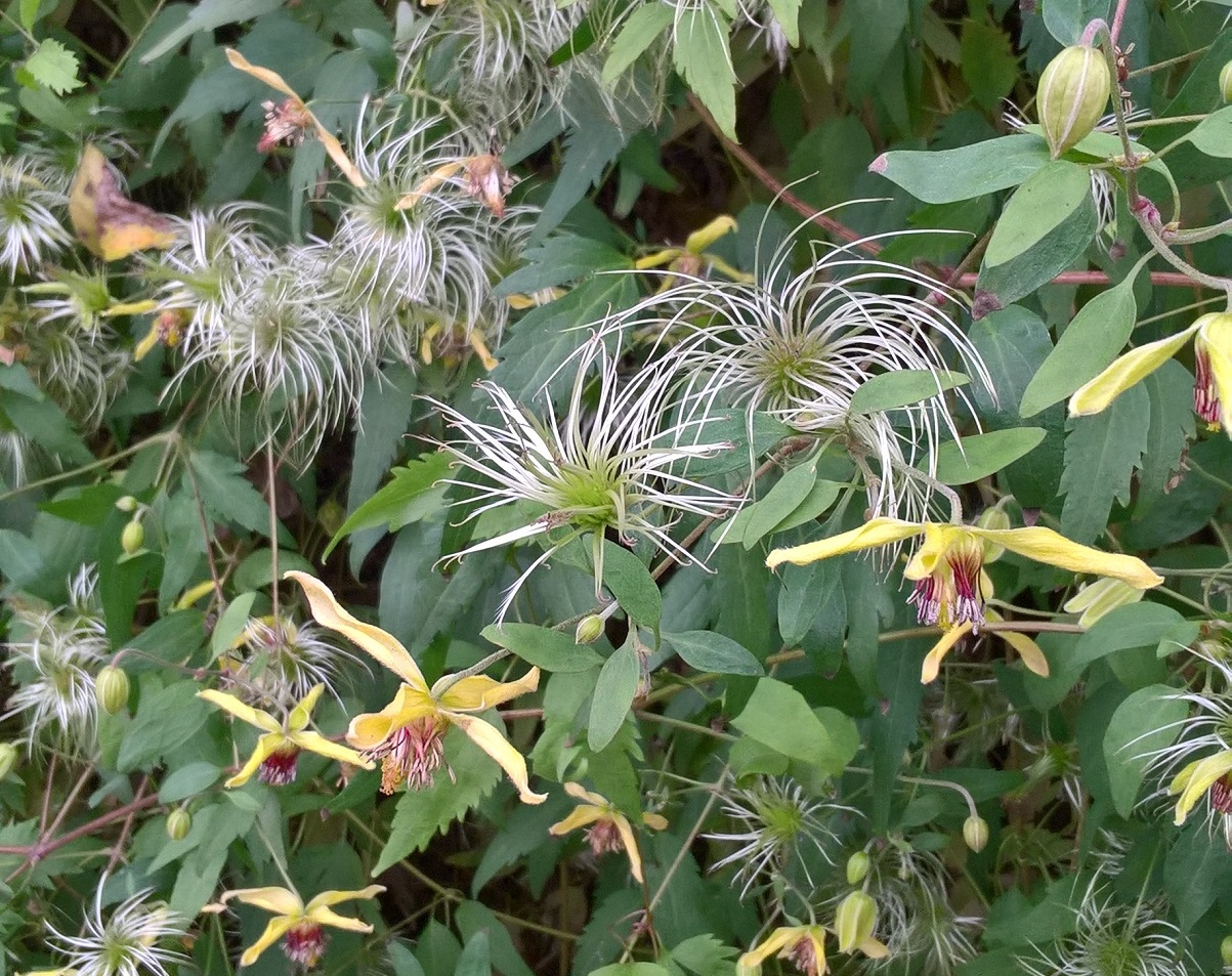 Image of Clematis orientalis specimen.