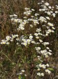 Erigeron annuus. Верхушка цветущего растения. Московская обл., Одинцовский р-н, окр. с. Никольское, борт старого песчаного карьера, луг. 25.09.2017.