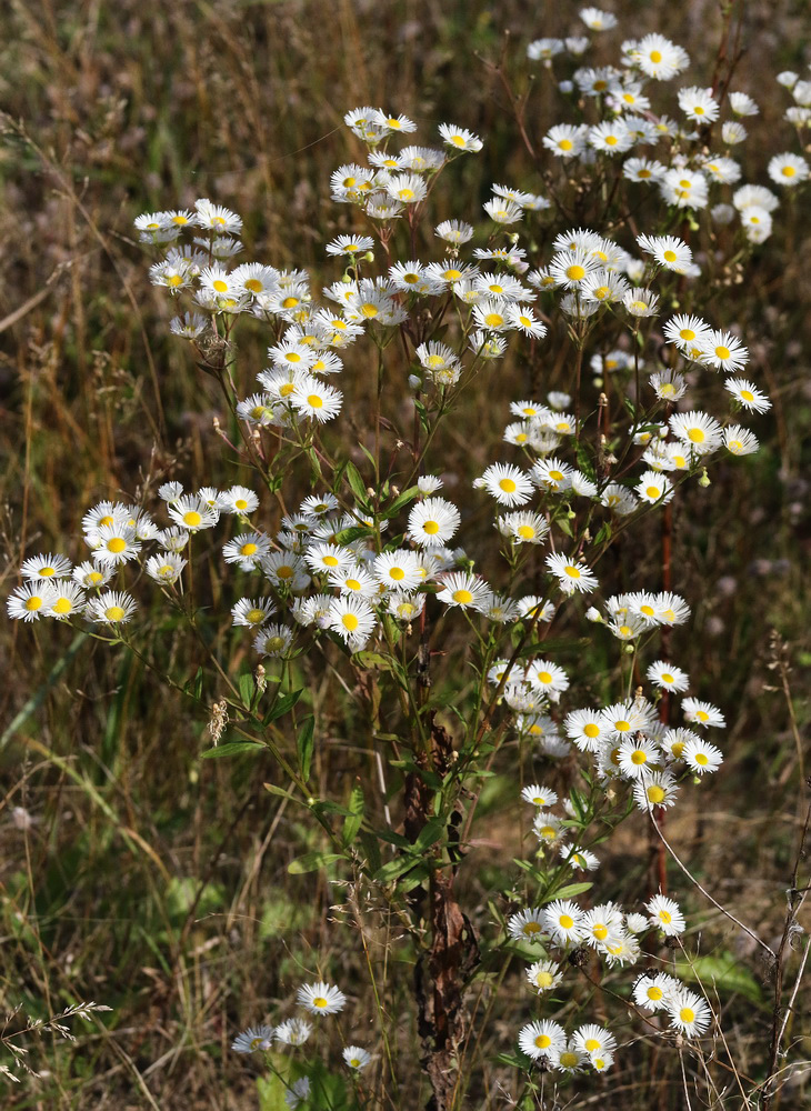 Изображение особи Erigeron annuus.