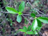 Cerasus fruticosa