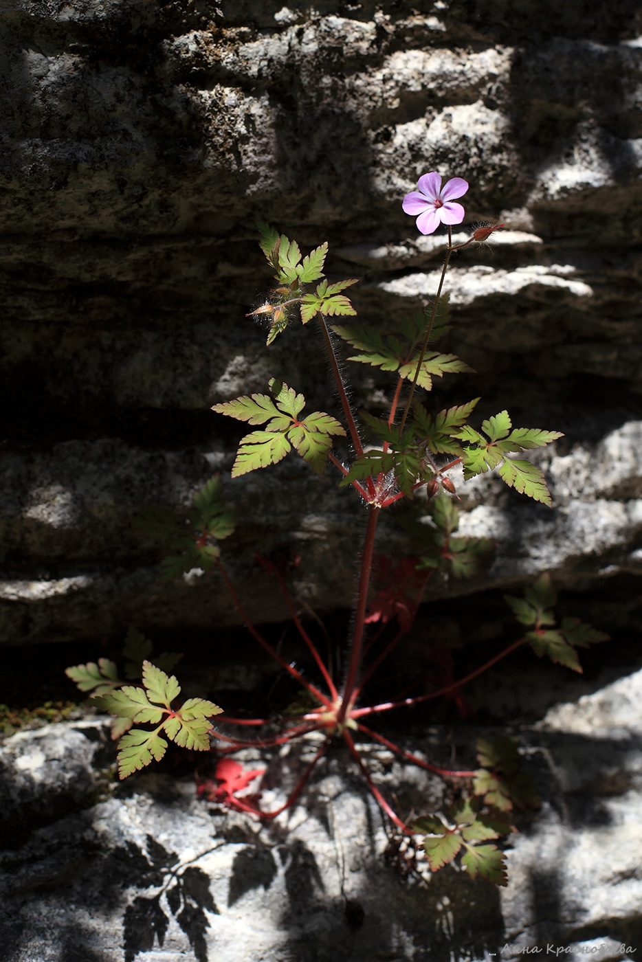 Изображение особи Geranium robertianum.