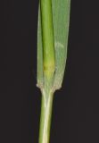 Tricholaena teneriffae