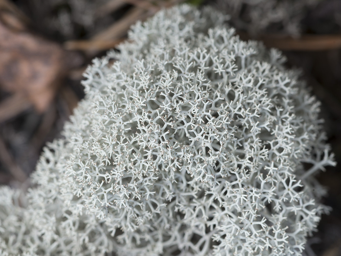 Image of Cladonia stellaris specimen.