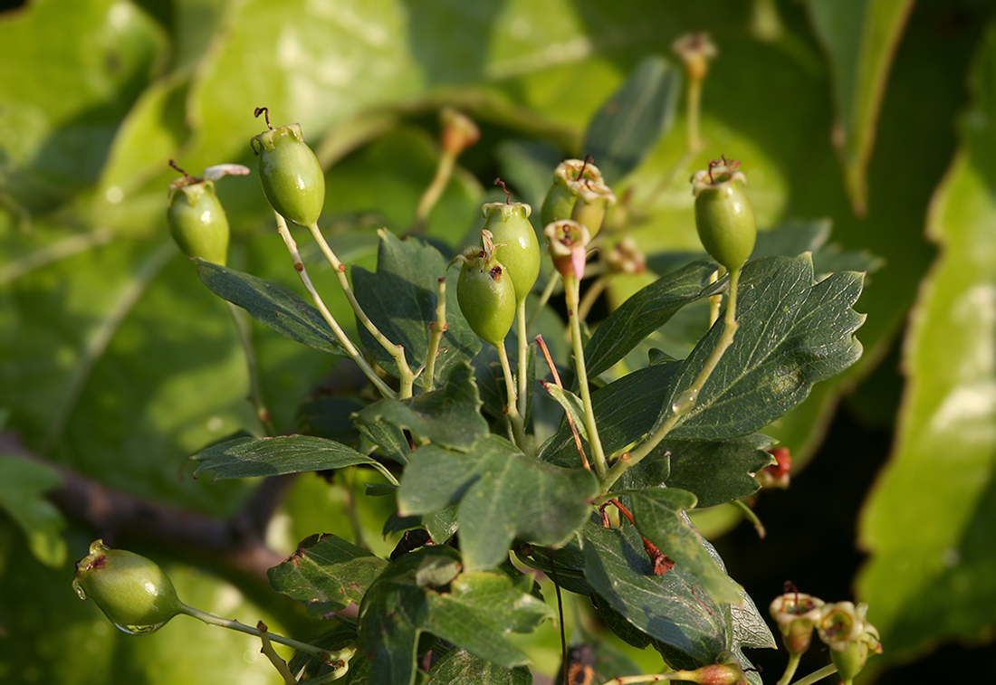 Image of Crataegus monogyna specimen.