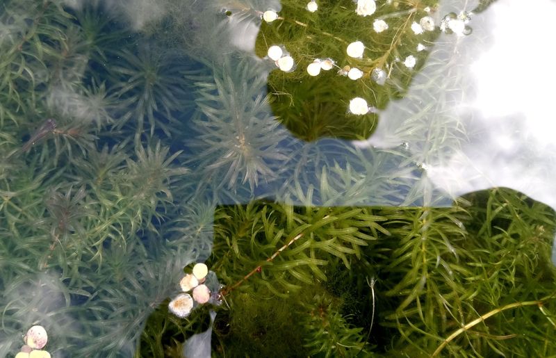 Image of Hydrilla verticillata specimen.