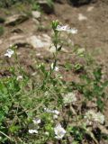 Veronica peduncularis