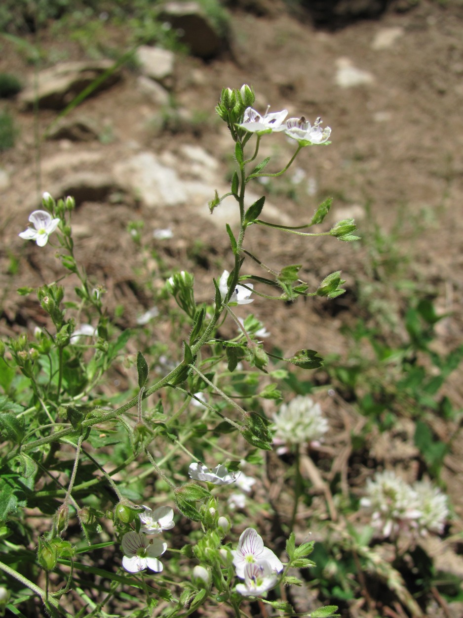 Image of Veronica peduncularis specimen.