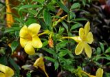 Allamanda cathartica