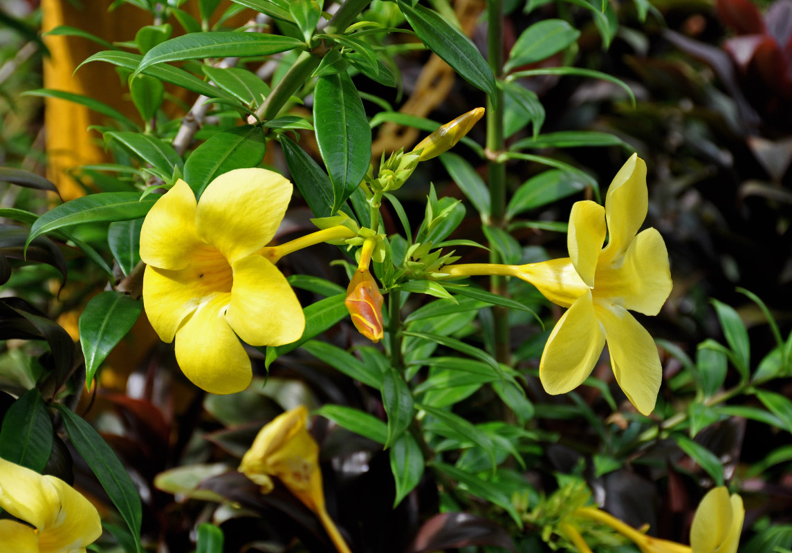 Изображение особи Allamanda cathartica.