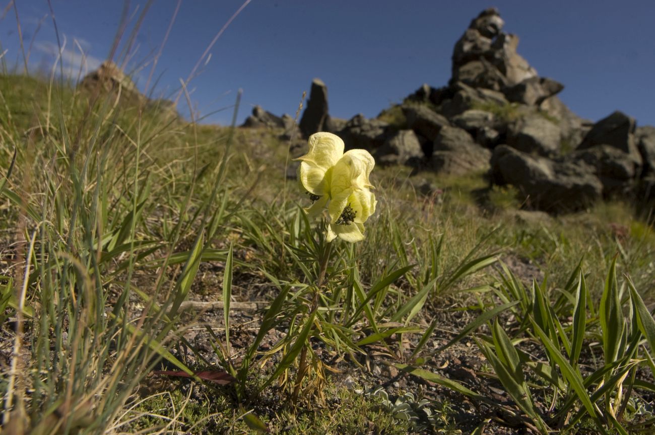 Изображение особи Aconitum confertiflorum.