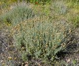 Phagnalon rupestre