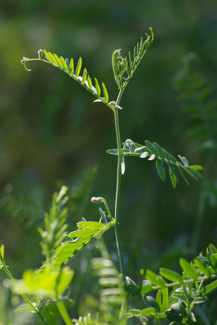 Image of Vicia cracca specimen.