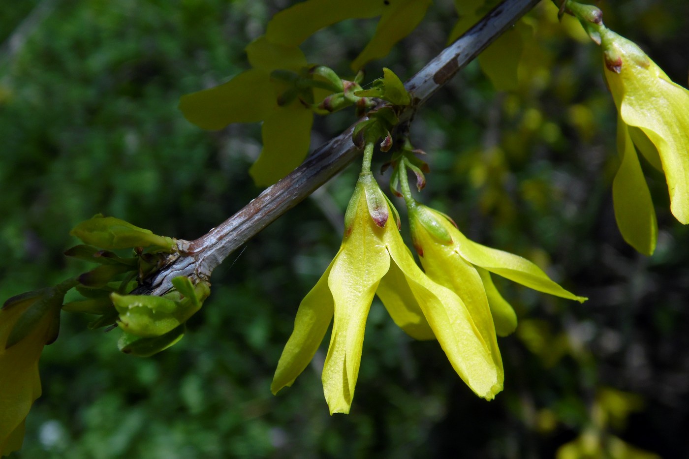 Image of Forsythia × intermedia specimen.