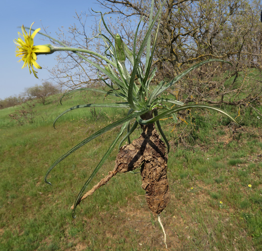 Изображение особи Scorzonera mollis.